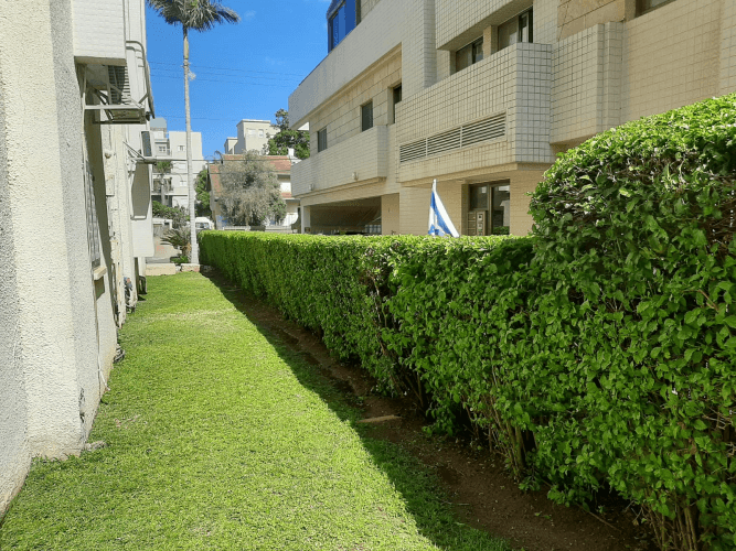 גיזום שיחים 2